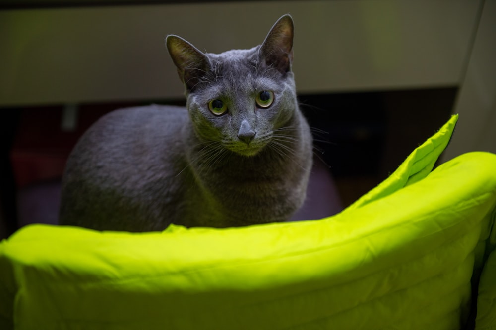 russian blue cat on yellow textile