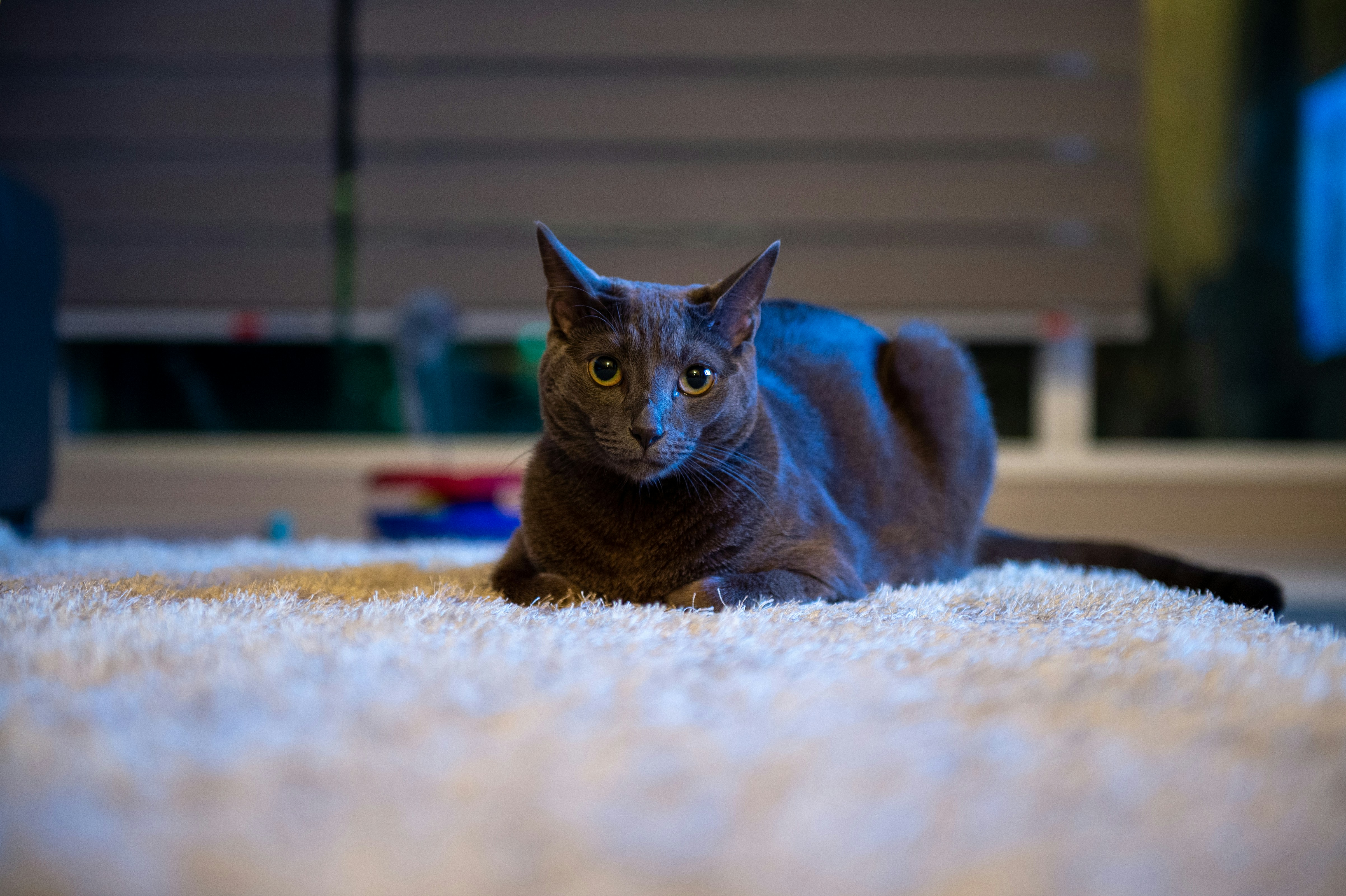 a cat laying on the floor looking at the camera