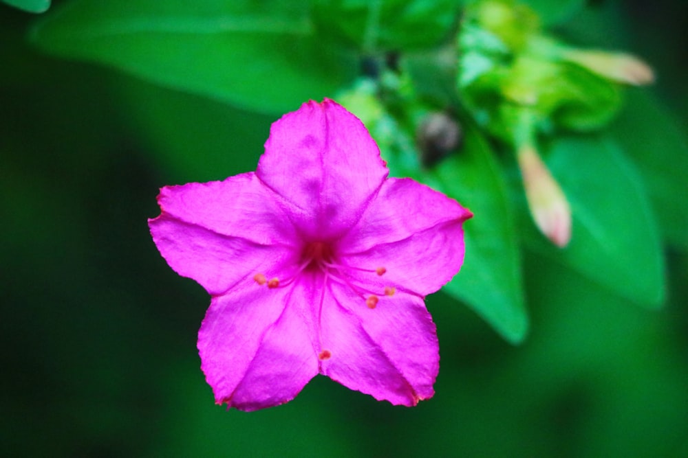 purple flower in macro shot