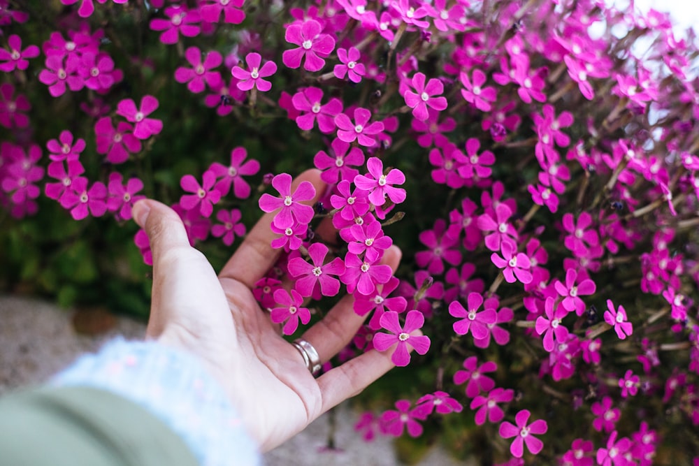 person holding purple flower during daytime