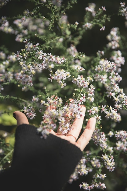 person holding white flower during daytime