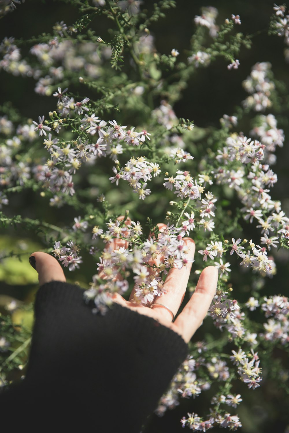 Person, die tagsüber weiße Blüten hält