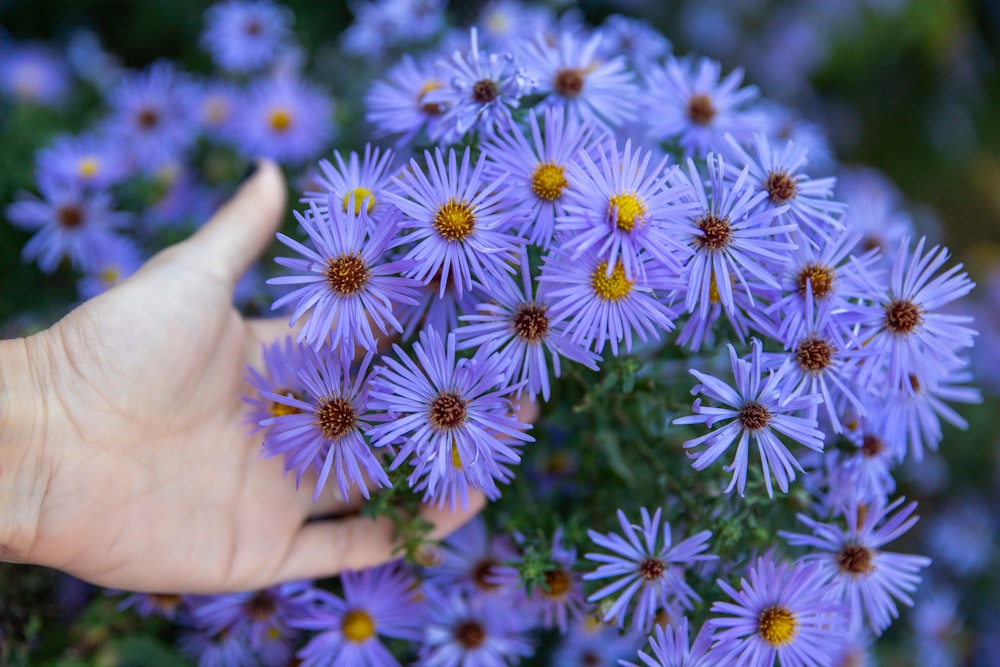 purple and white flower in persons hand
