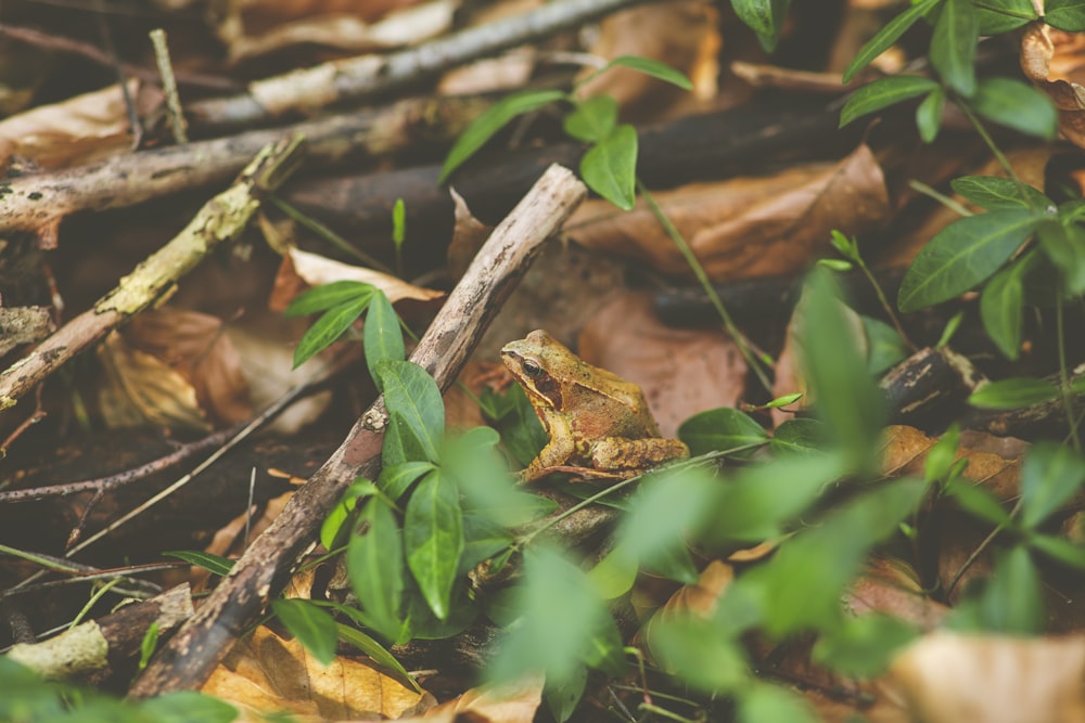 brown frog on green grass