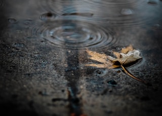 brown dried leaf on water