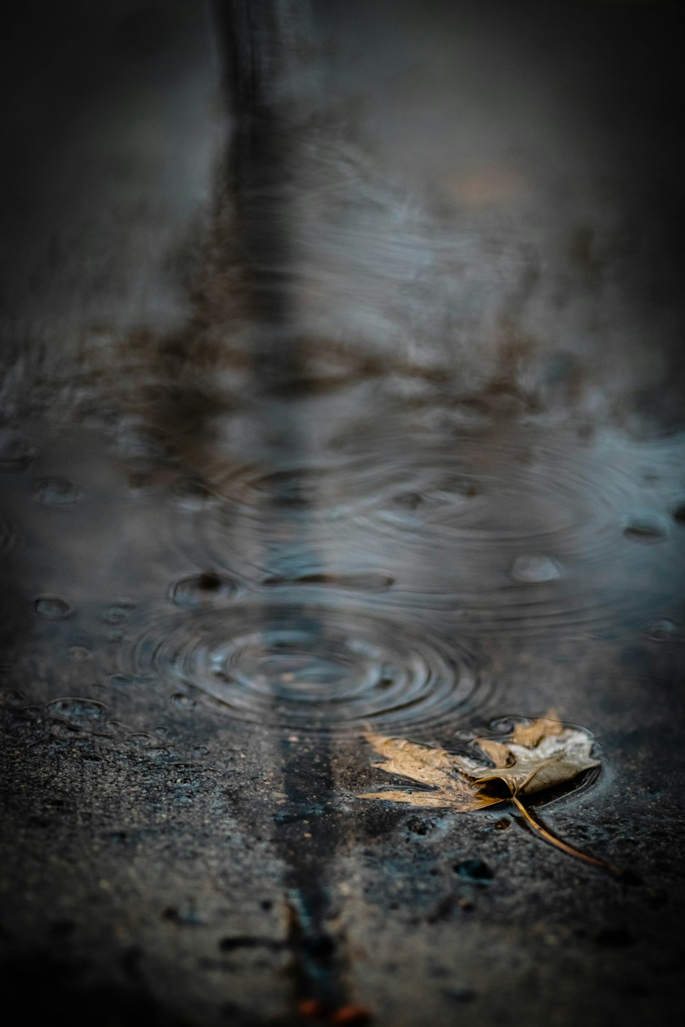 Feuille séchée brune sur l’eau