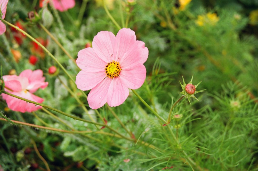 pink flower in tilt shift lens