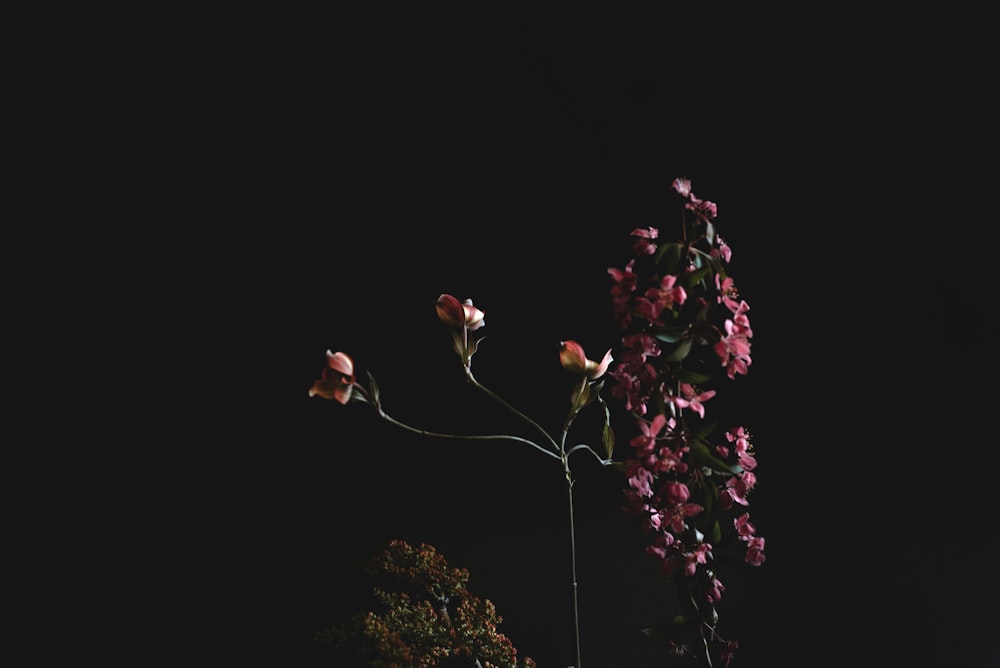 pink and white flowers with green leaves