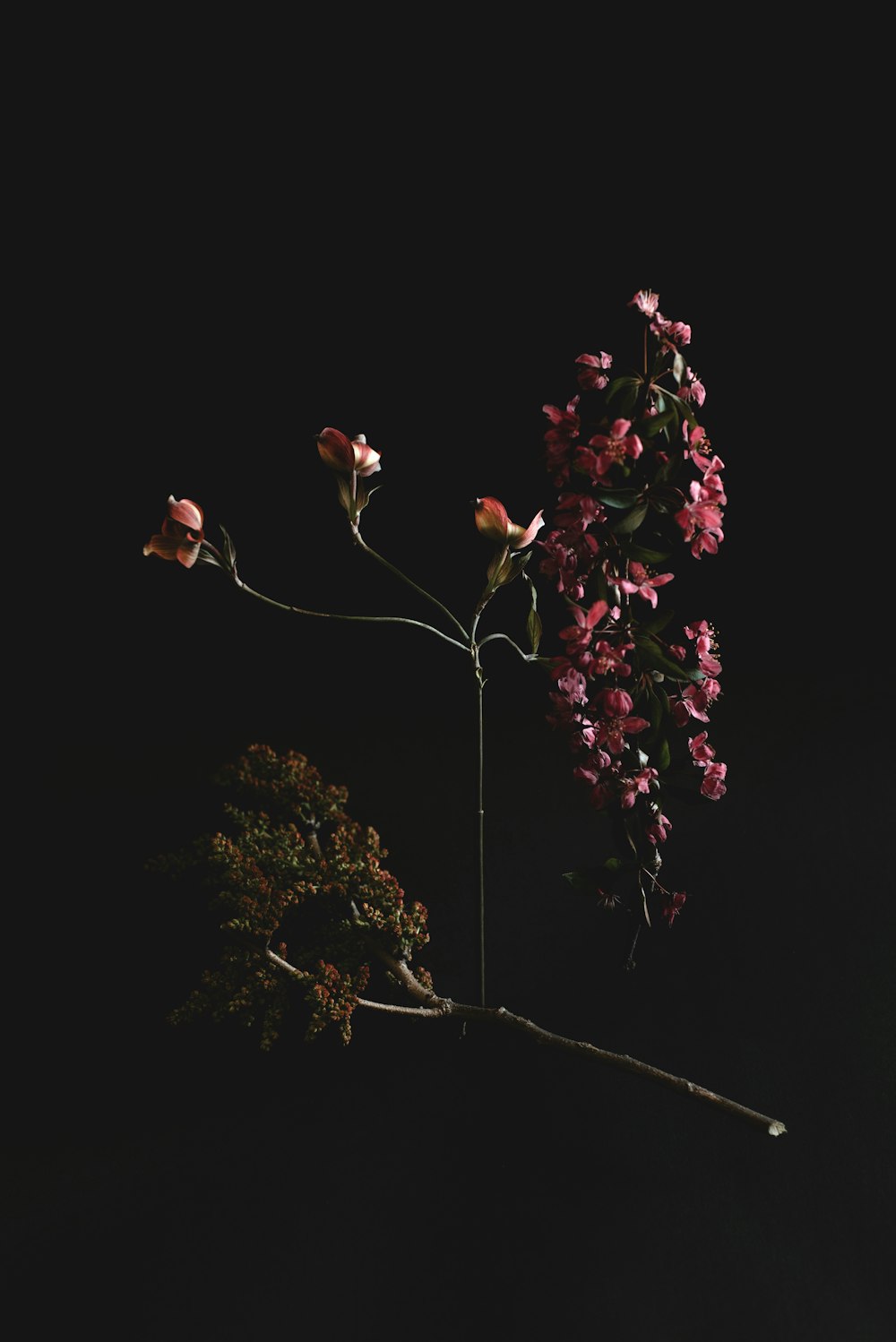 red and white flowers on tree branch