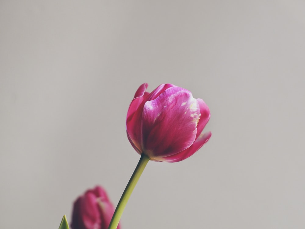 pink tulip in bloom close up photo