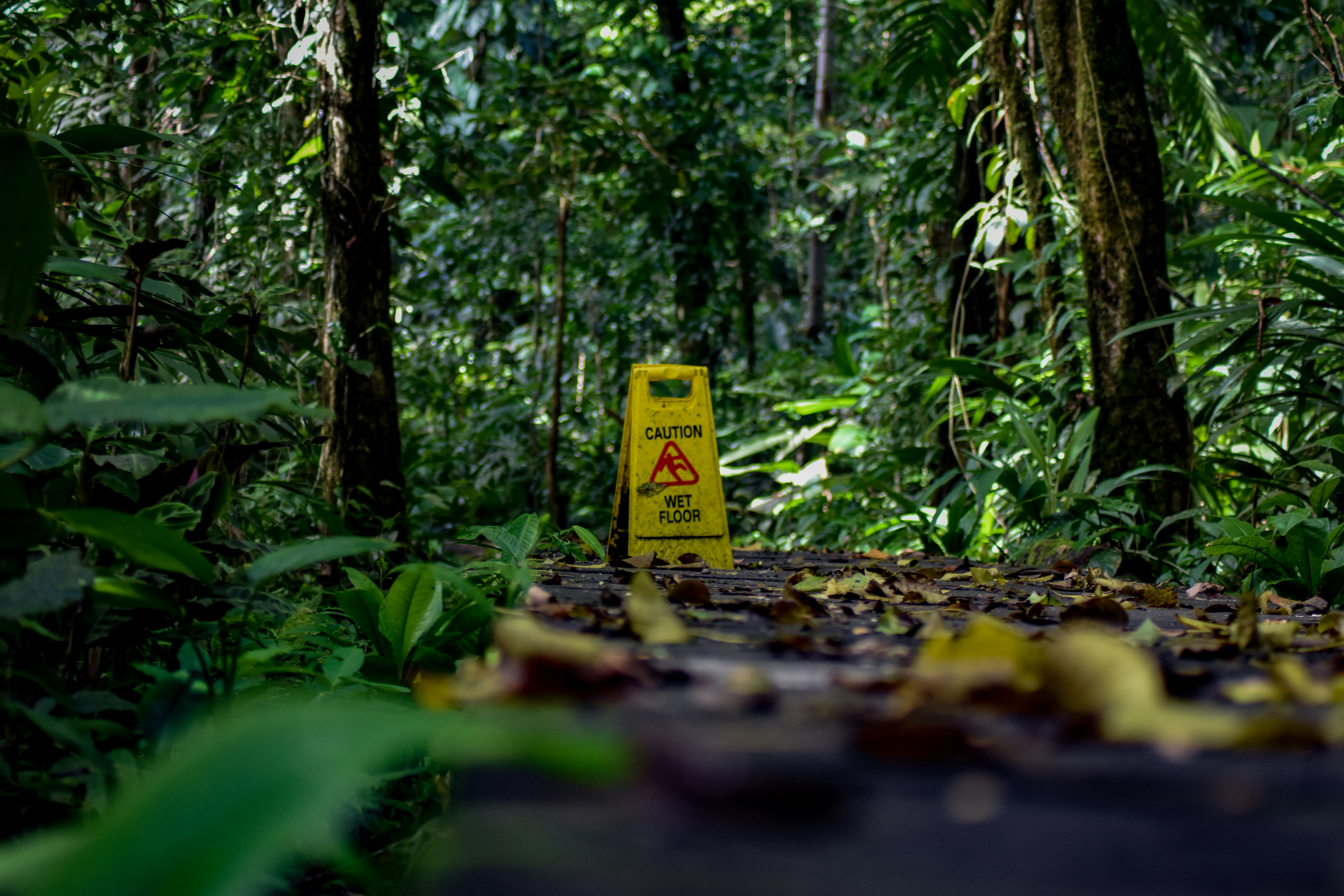 yellow caution wet floor sign surrounded by green plants and trees, Wet floor in the Costa Rican rainforest