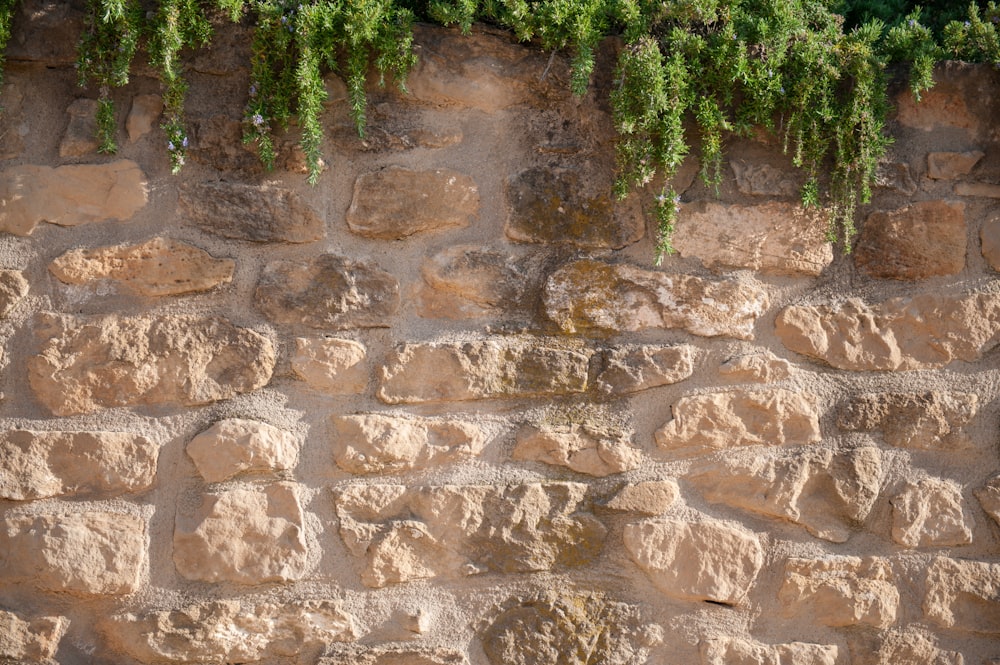 green trees on brown brick wall