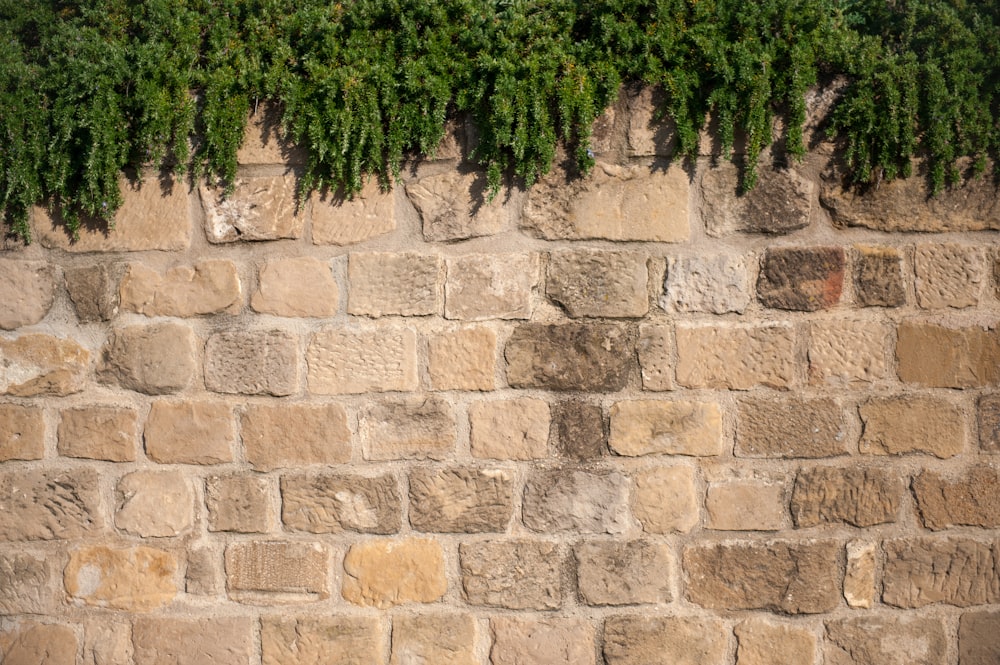 green tree on brown brick wall