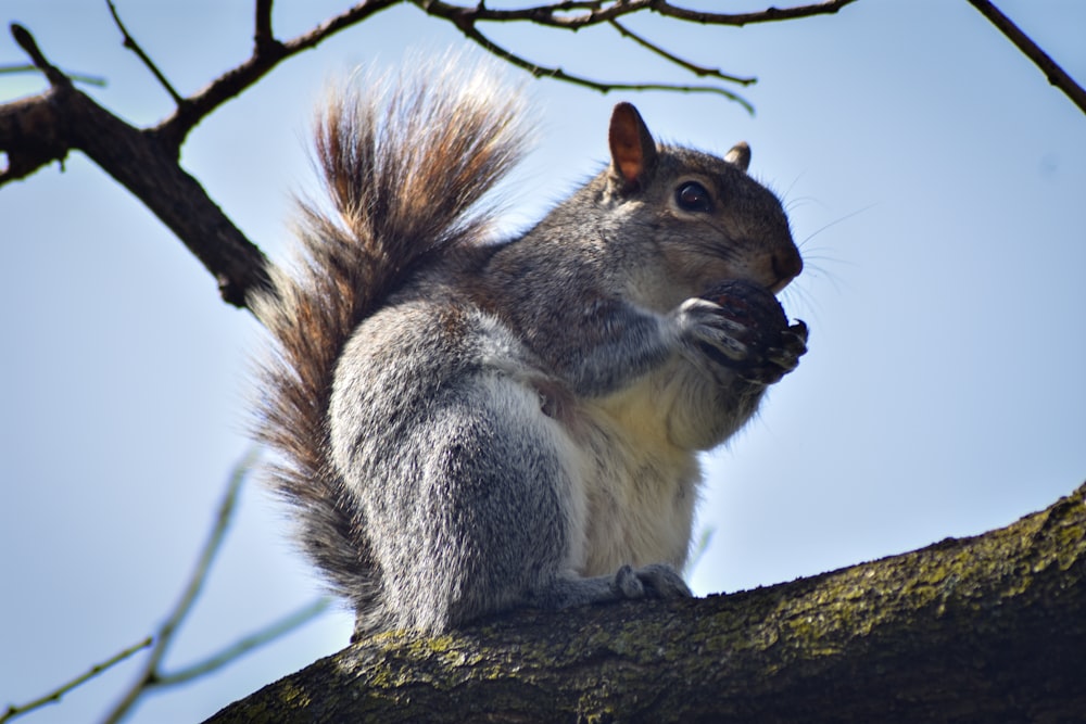gray and brown squirrel on tree branch during daytime