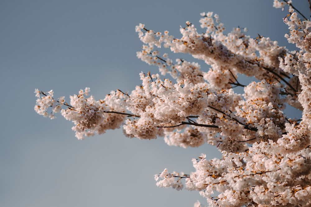 white cherry blossom under blue sky during daytime