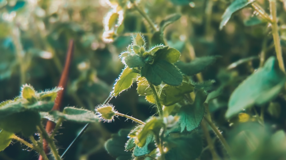 Fiore giallo e verde nell'obiettivo decentrabile