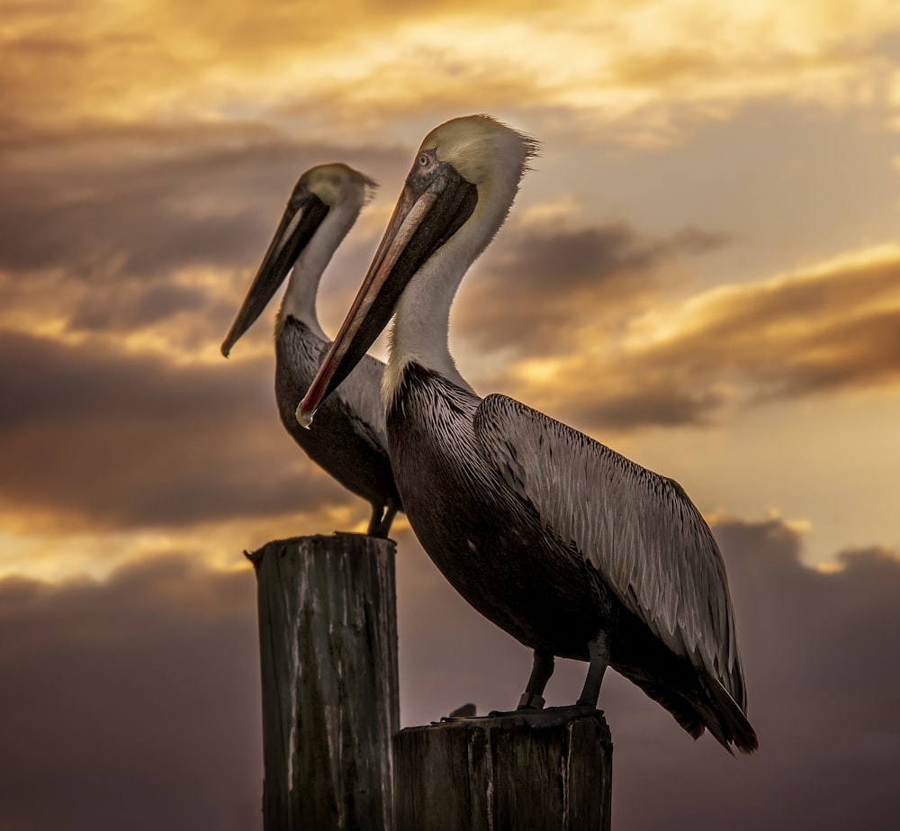 pelican on wooden post during sunset