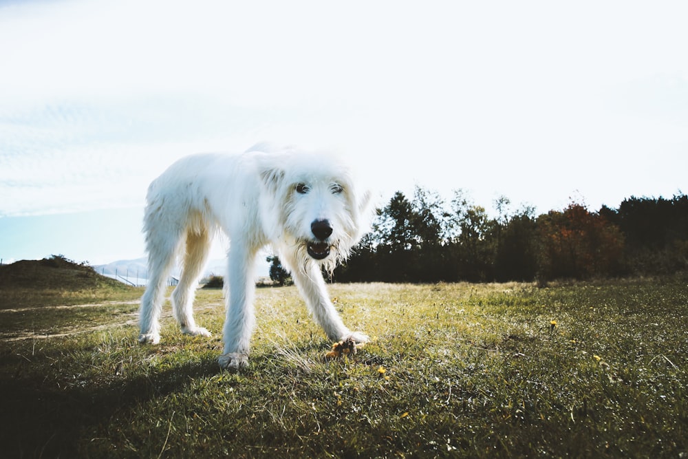 white long coated dog on green grass field during daytime