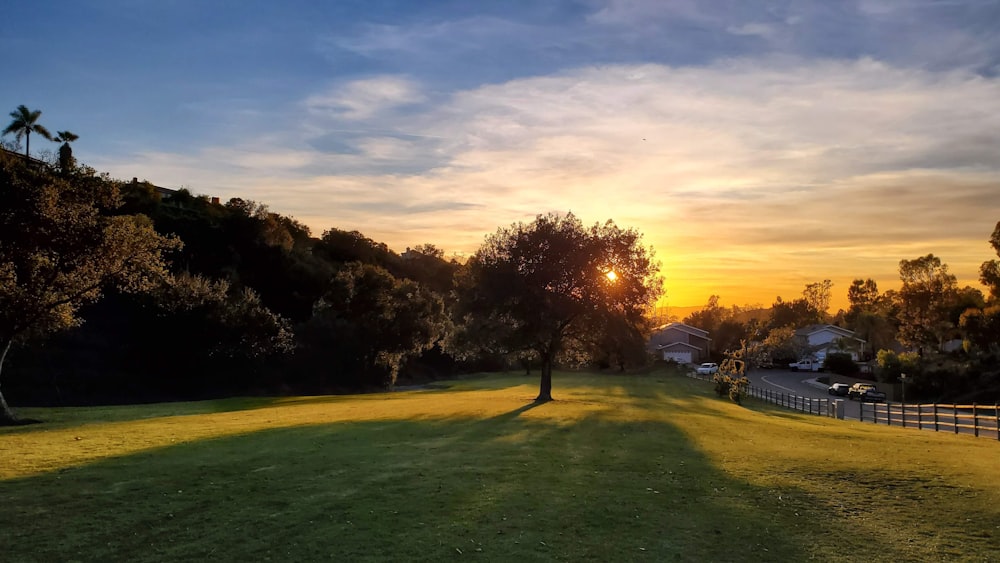 Champ d’herbe verte avec des arbres au coucher du soleil