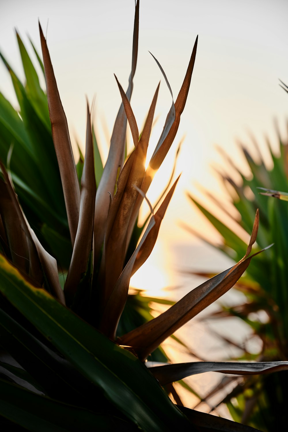 brown and green plant during daytime