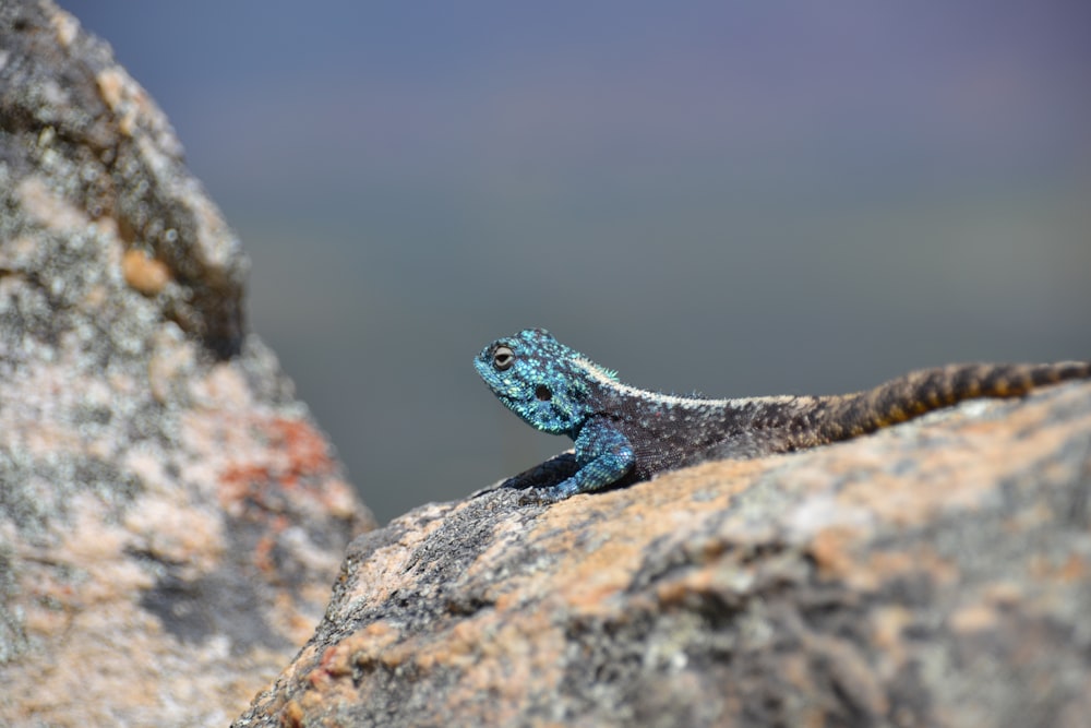 blue and red lizard on brown rock