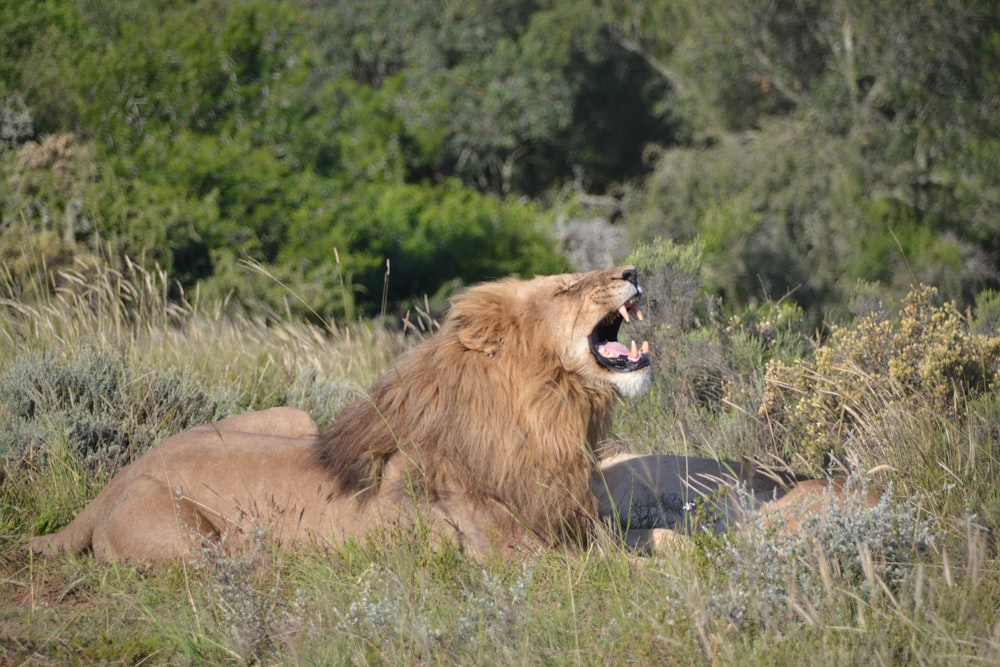 lion lying on gray rock during daytime