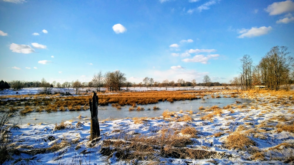 brown grass on body of water during daytime