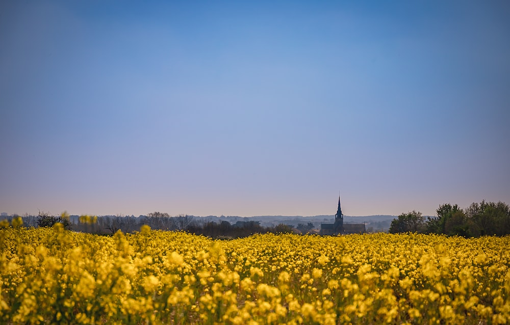 yellow flower field under blue sky during daytime