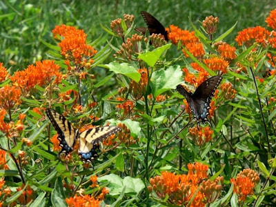 A vibrant garden blooming with native flowers and butterflies.