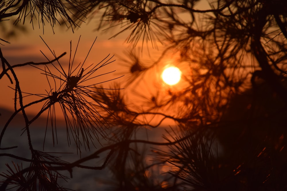 silhouette of plant during sunset