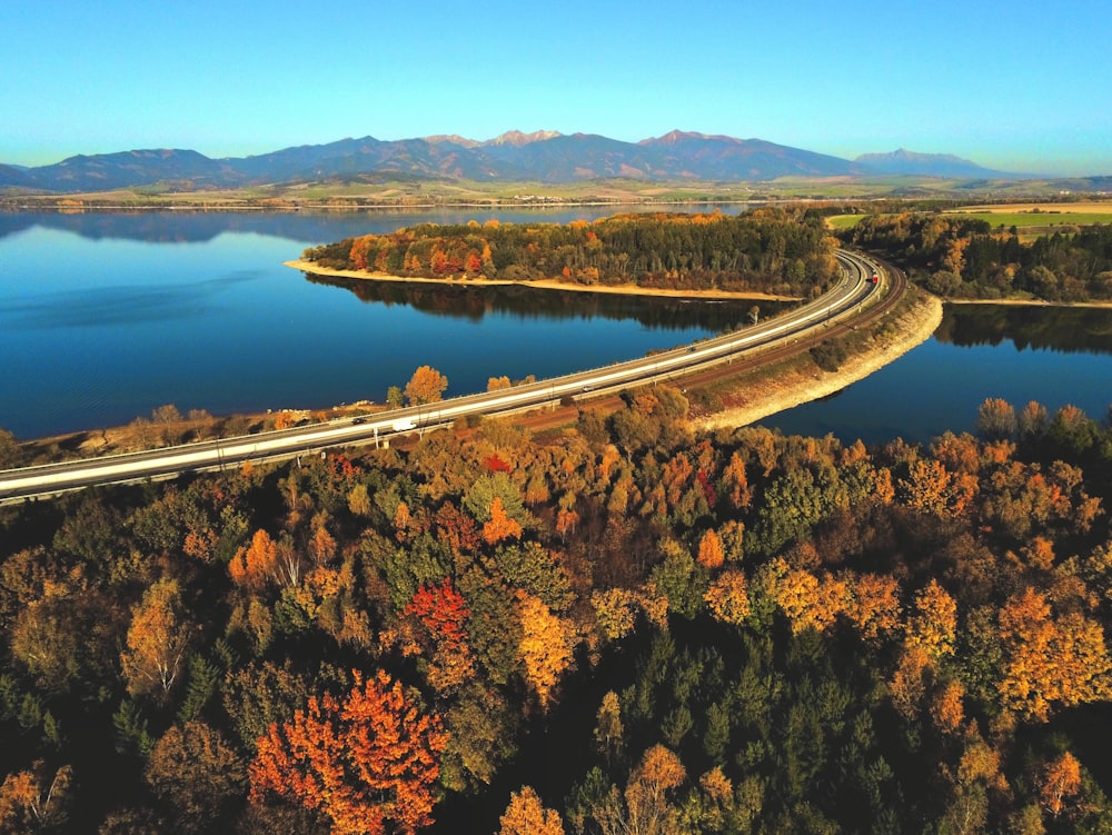 aerial view of trees near river during daytime