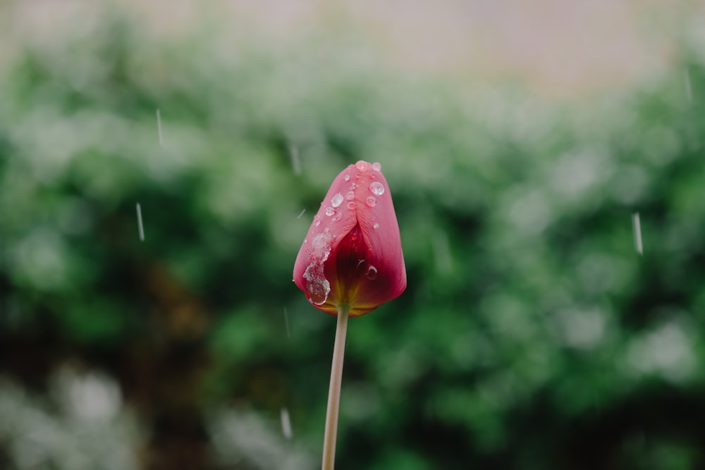 red rose in tilt shift lens