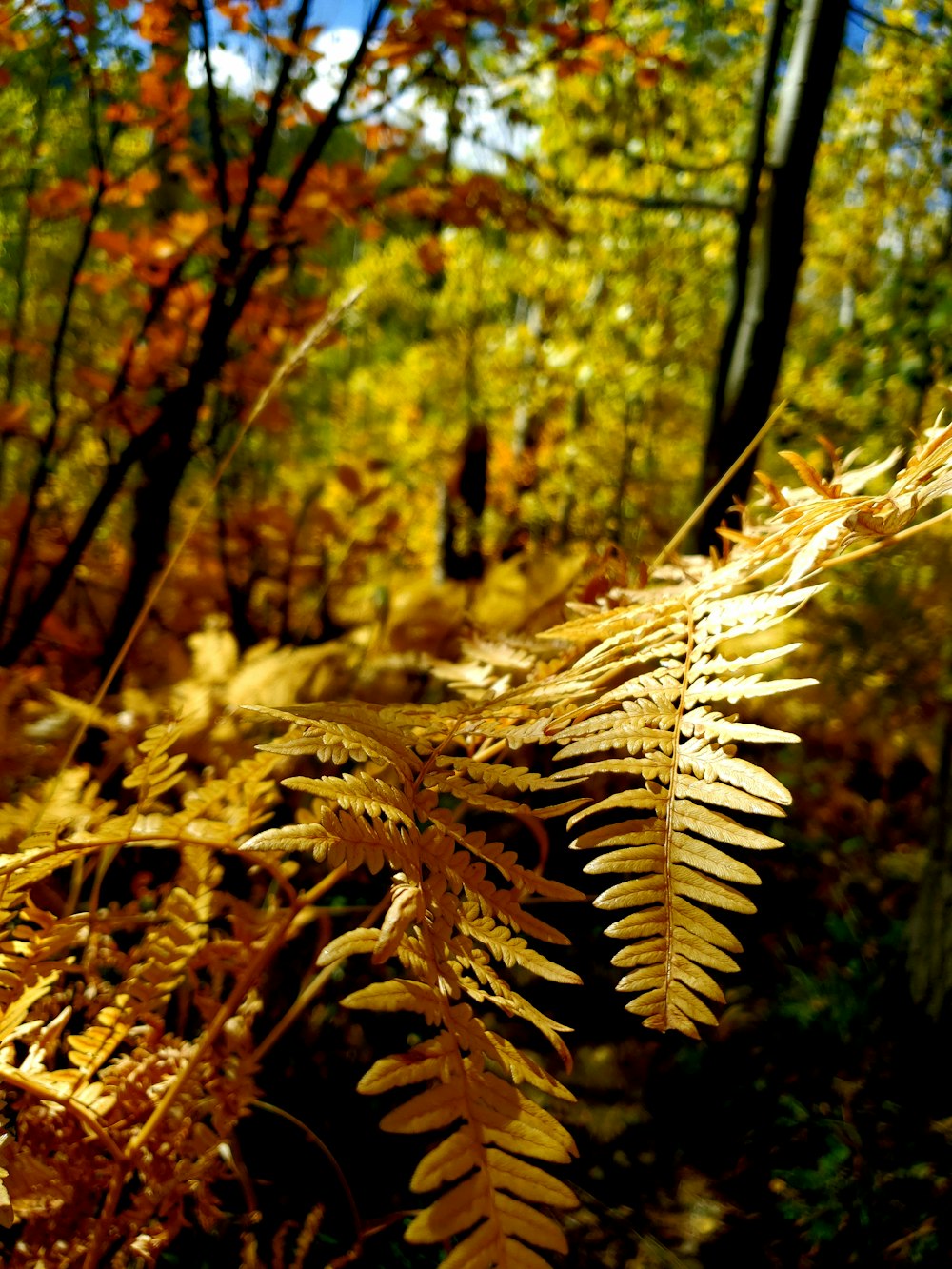 brown dried leaves in tilt shift lens