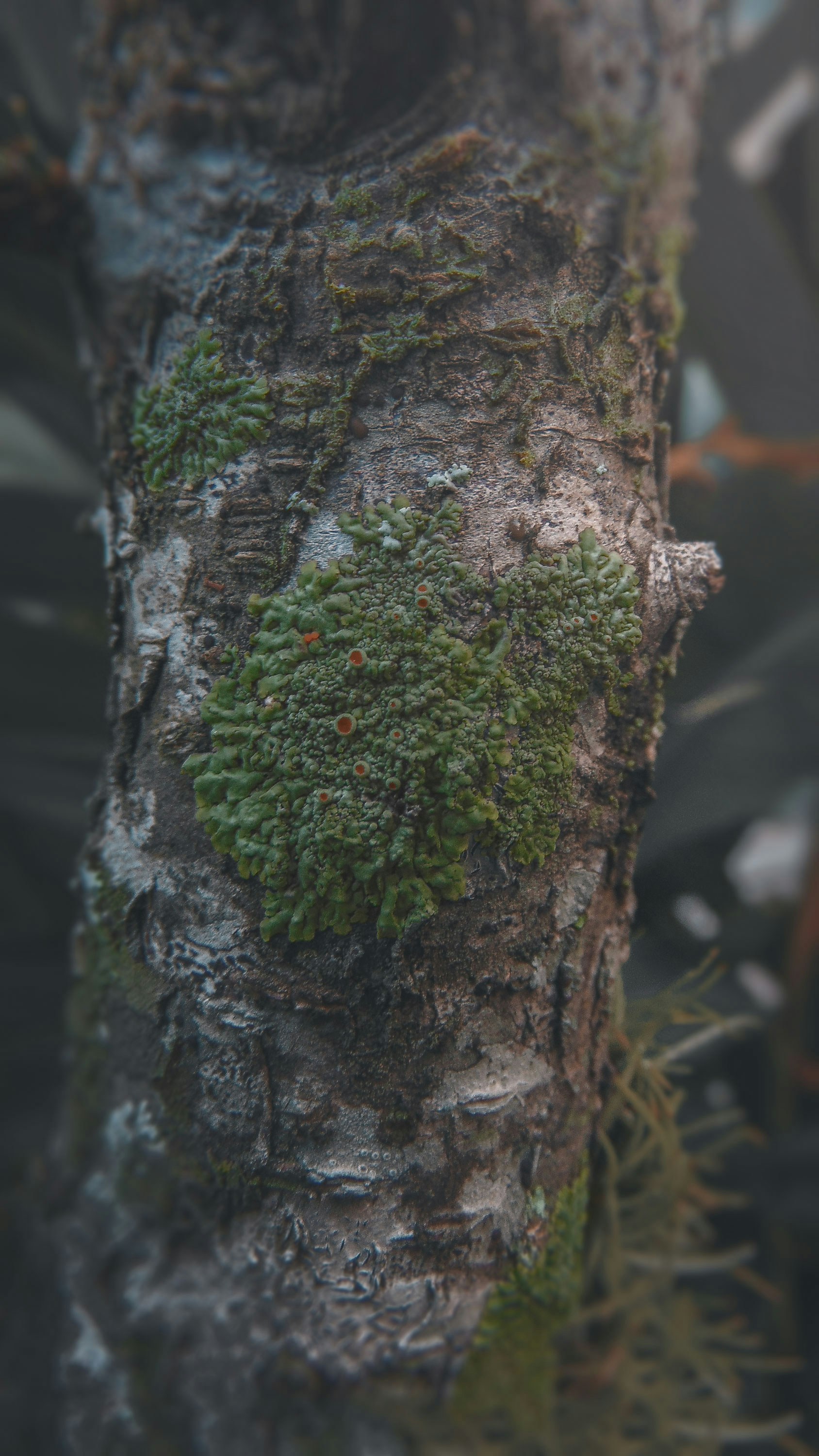 茶色の木の幹に緑の苔の写真 Unsplashで見つける木の無料写真