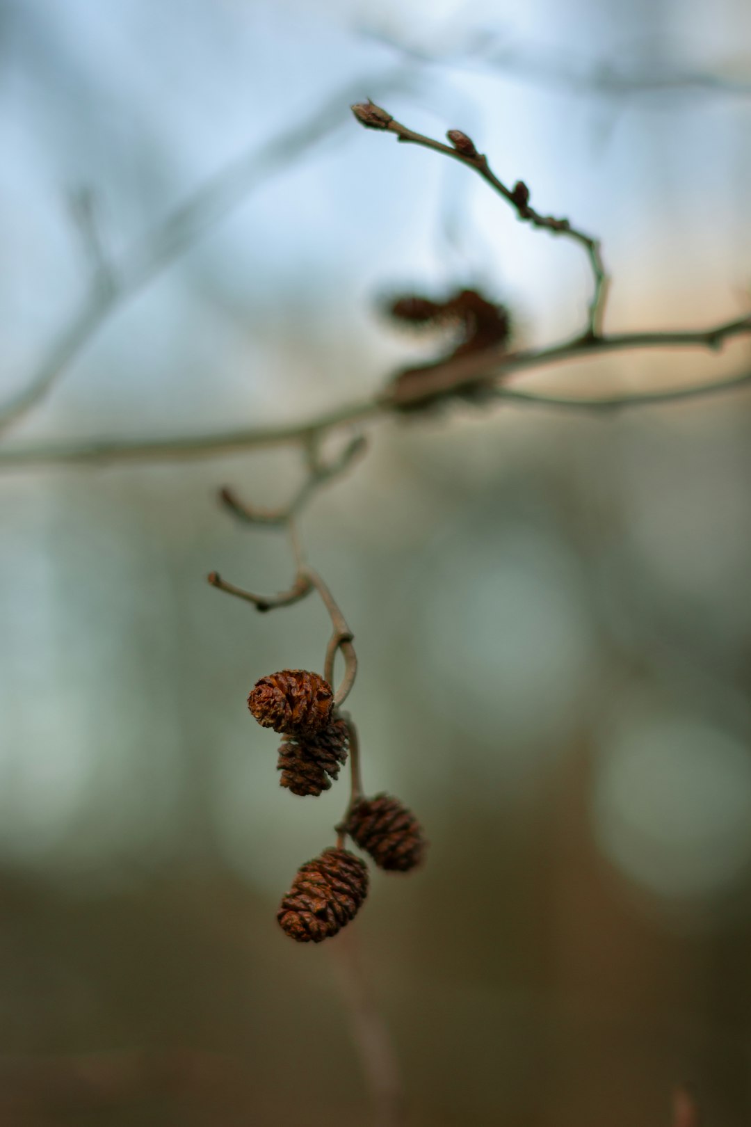 Closeup of small cones hanging on a thin branch 