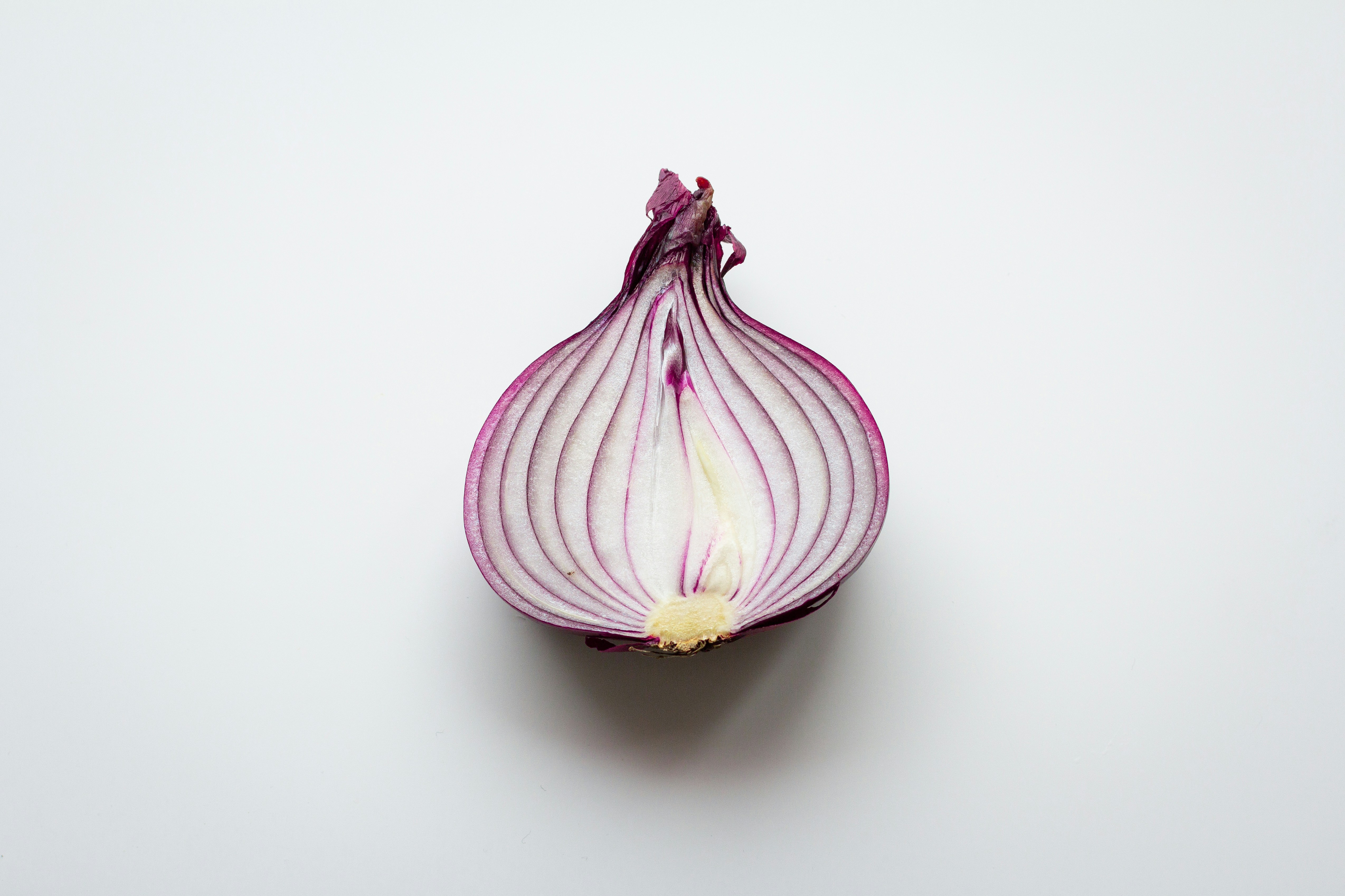 Can Dogs Eat Onions? The Hidden Kitchen Hazard Explained
