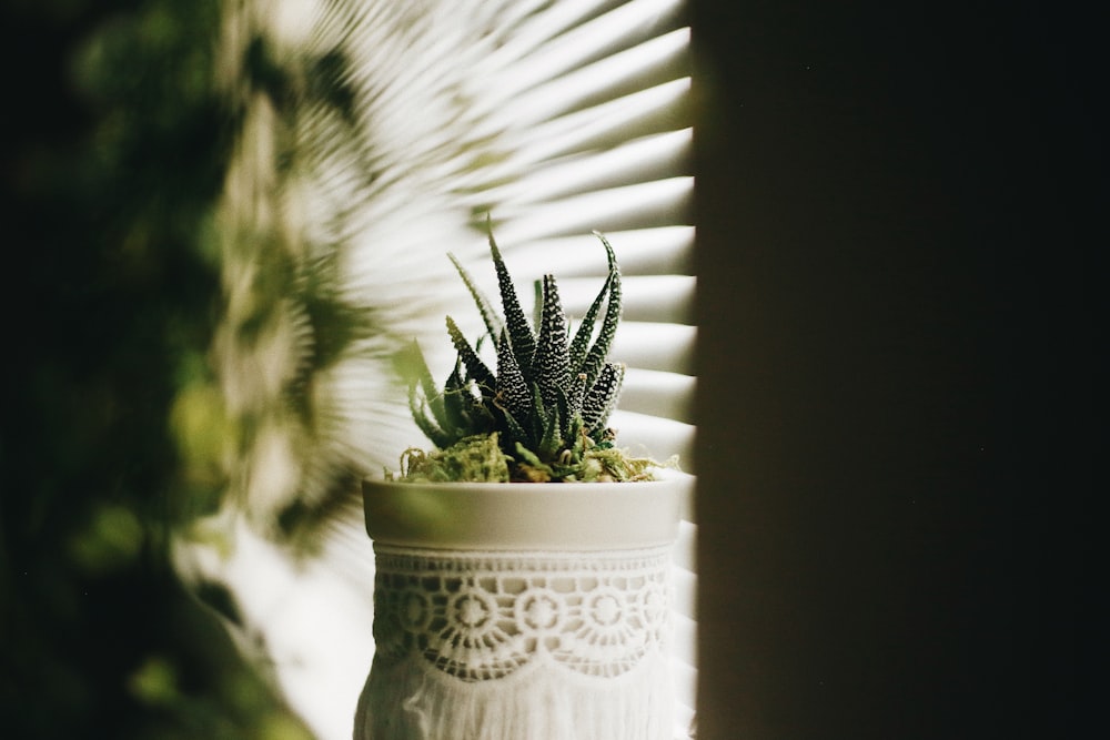 green plant in white ceramic pot