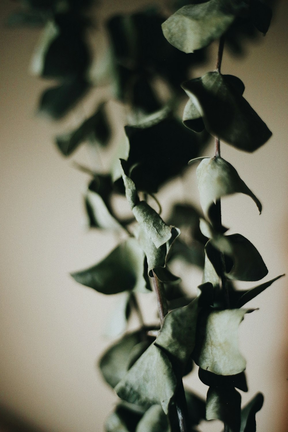 grayscale photo of leaves with water droplets