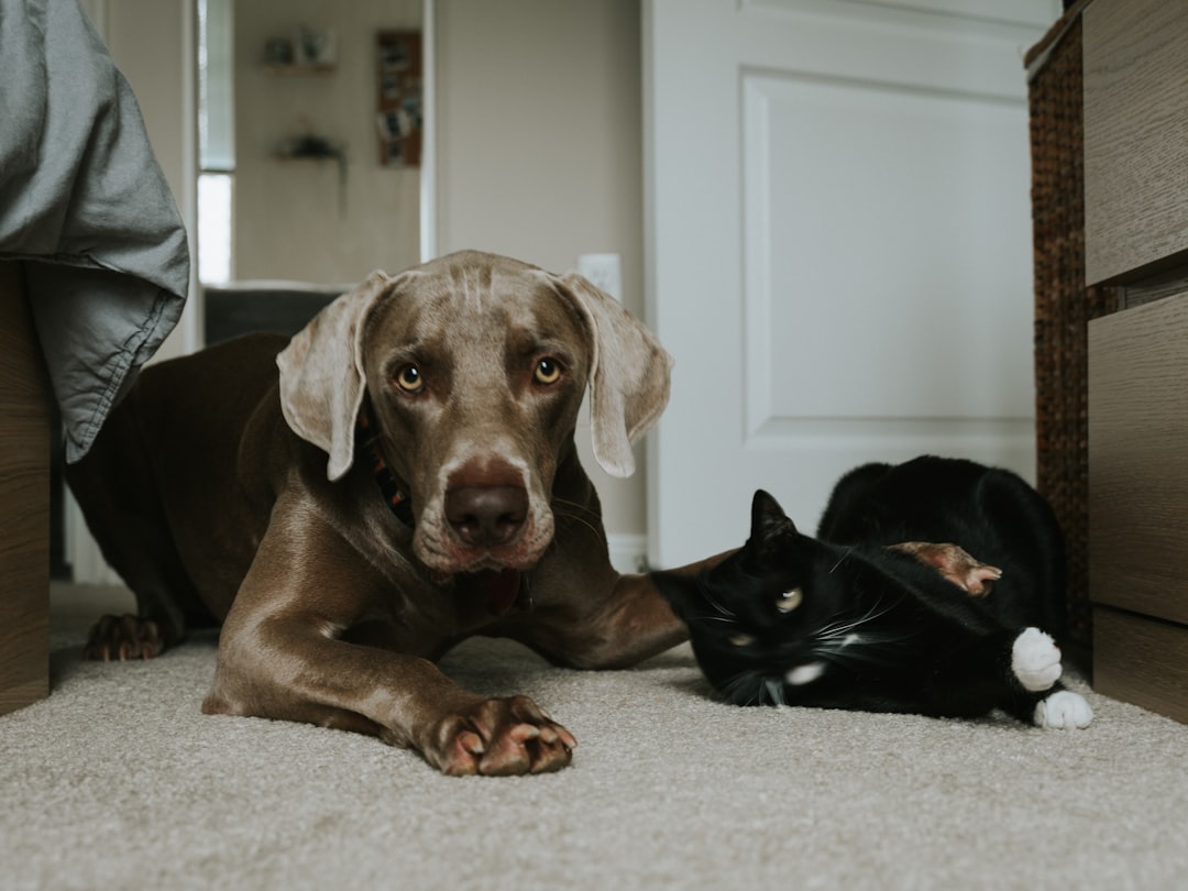 gray short coated dog lying on floor