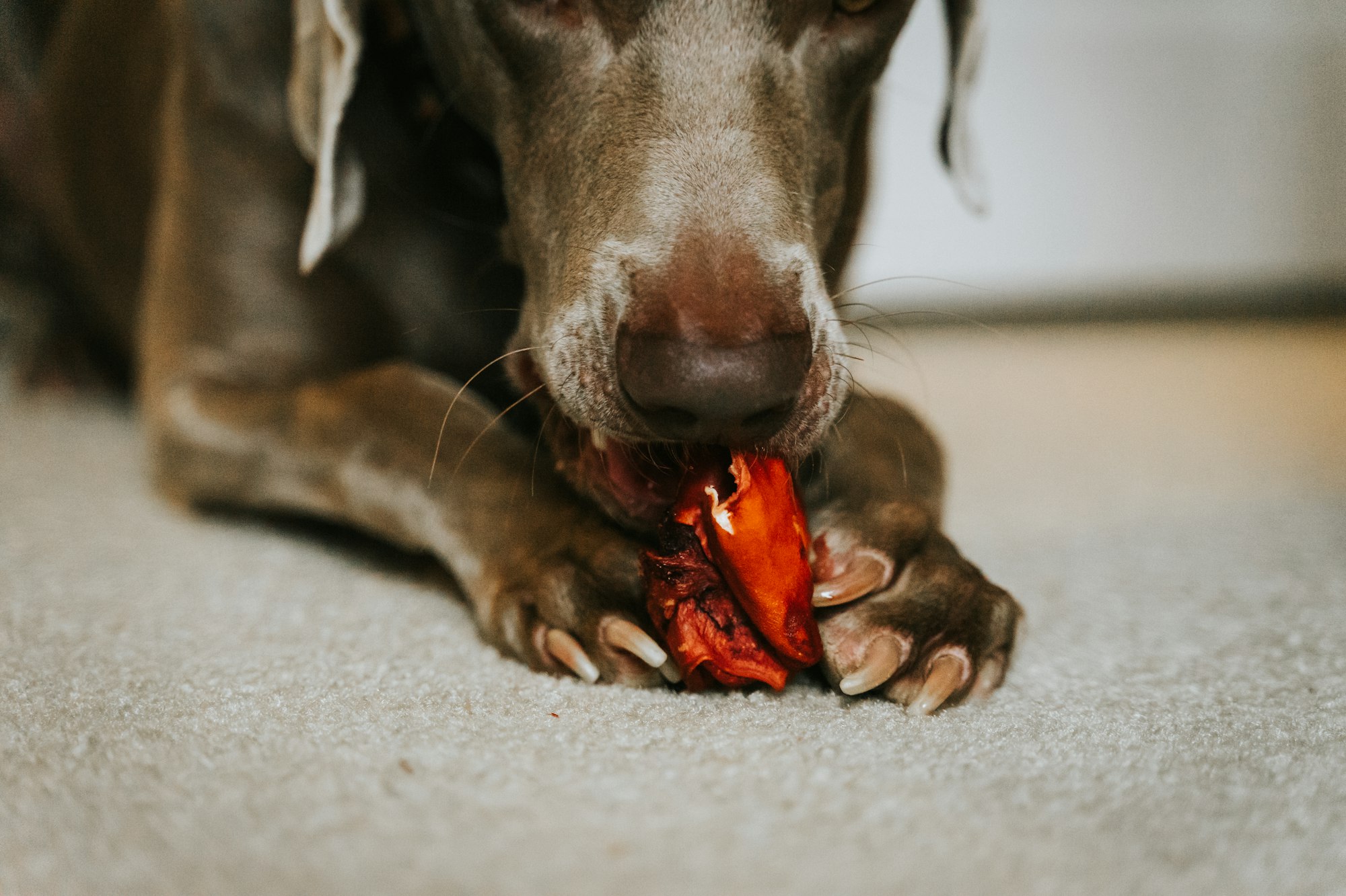 dog having snack