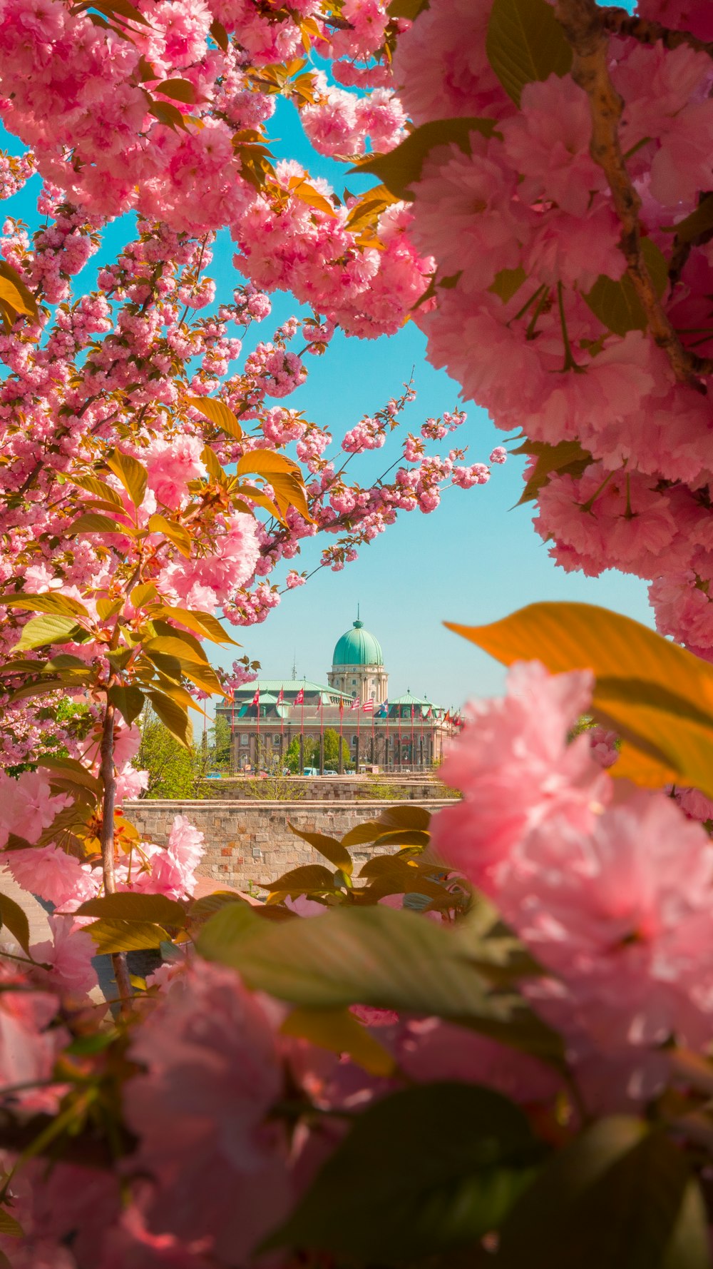 pink and white flowers near green dome building