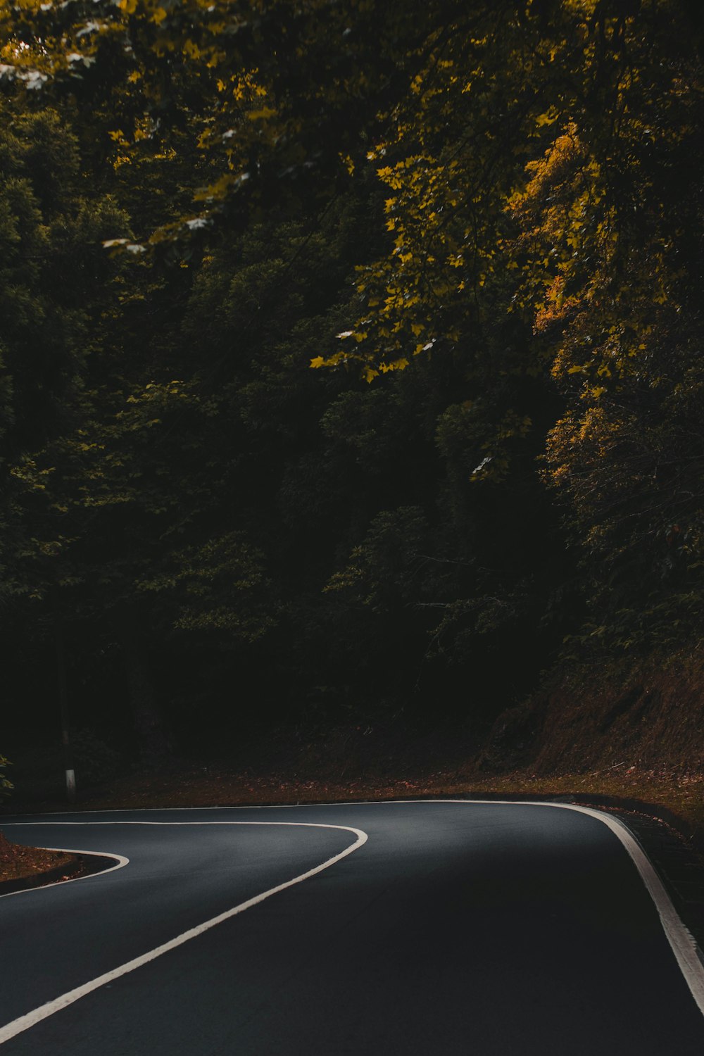 black car on road between trees during daytime