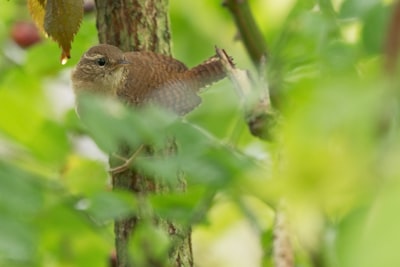 brown and white bird on tree branch during daytime
