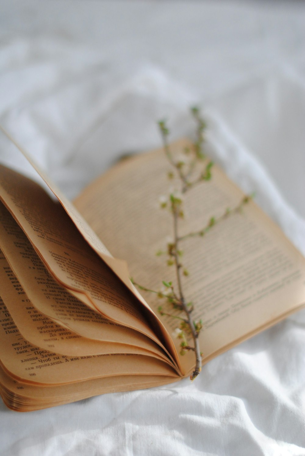 green and white flower on book page