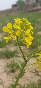 A close-up view of a mustard plant with bright yellow flowers blooming amidst a green field. The background is slightly blurred, with patches of grass and some indistinct structures.