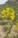 A close-up view of a mustard plant with bright yellow flowers blooming amidst a green field. The background is slightly blurred, with patches of grass and some indistinct structures.