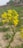 A close-up view of a mustard plant with bright yellow flowers blooming amidst a green field. The background is slightly blurred, with patches of grass and some indistinct structures.