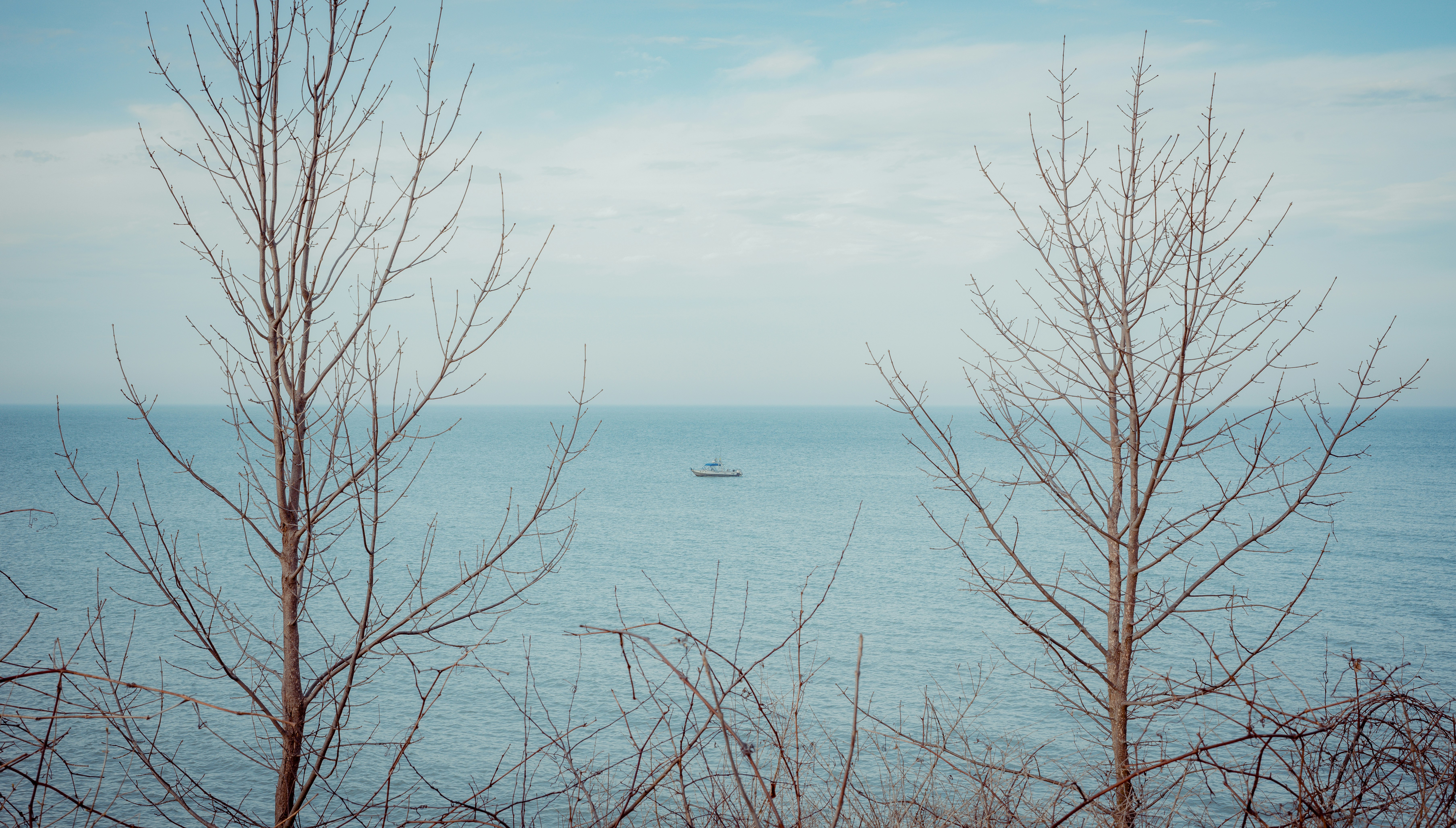 leafless tree near body of water during daytime