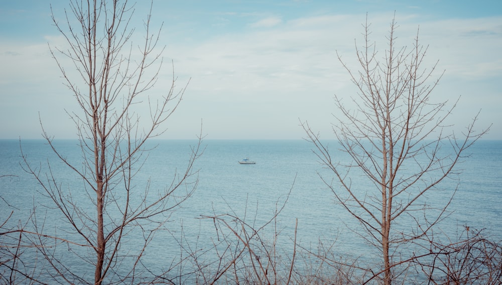 leafless tree near body of water during daytime