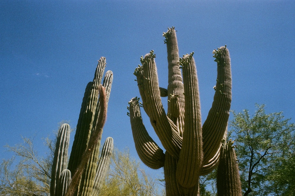 green cactus plants during daytime